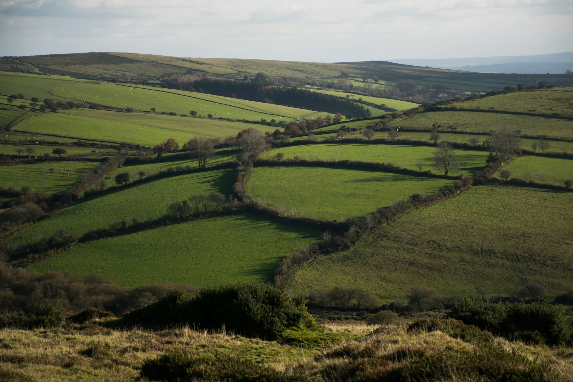 Rolling green farmland in Devon, England, divided by traditional hedgerows